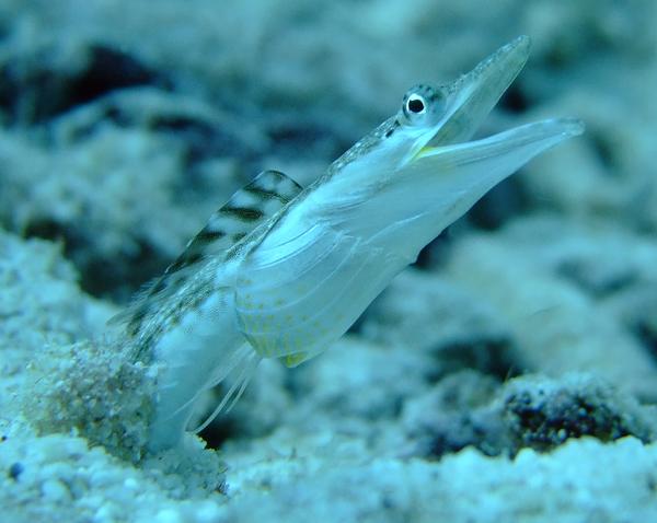 Blennies - Yellowface Pikeblenny