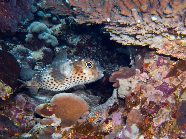 Spotbase Burrfish