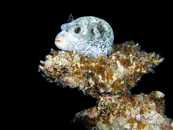 Masked Puffer