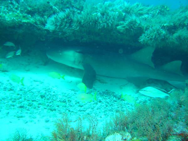 Sharks - Nurse Shark