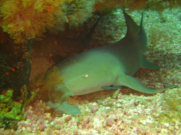 Sharks - Nurse Shark