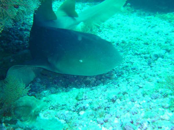 Sharks - Nurse Shark