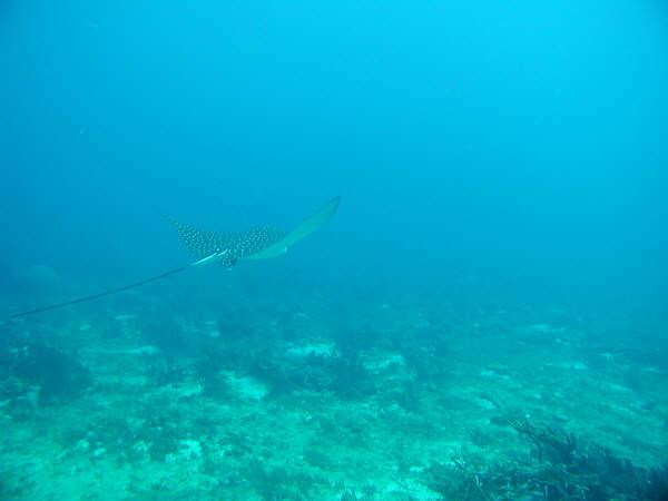 Stingrays - Spotted Eagle Ray