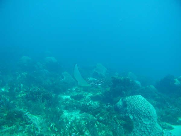 Stingrays - Spotted Eagle Ray