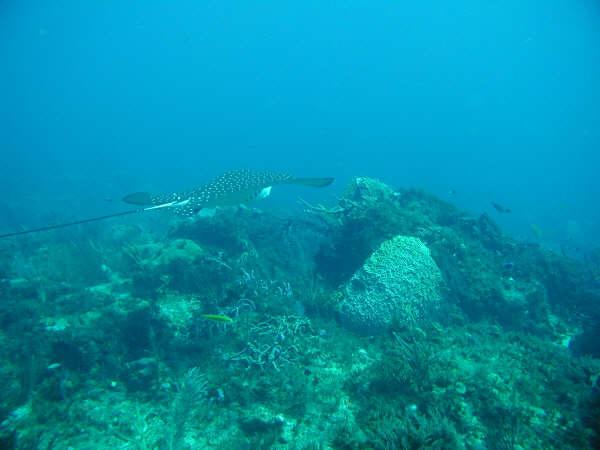 Stingrays - Spotted Eagle Ray