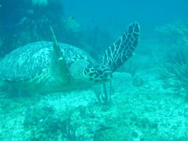 Turtle - Hawksbill Turtle