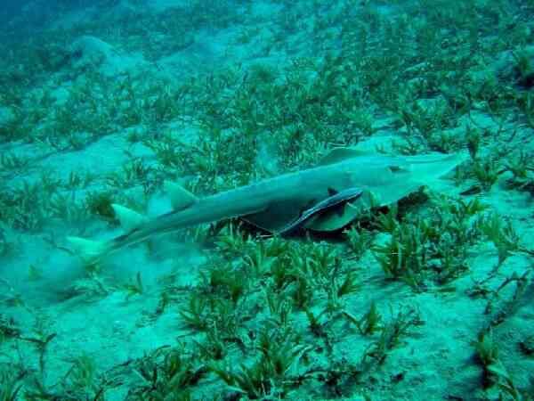 Guitarfish - Guitarfish