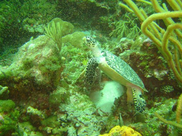 Turtle - Hawksbill Turtle