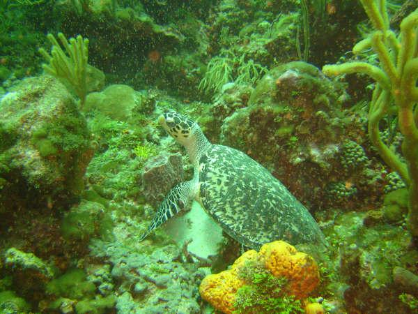 Turtle - Hawksbill Turtle