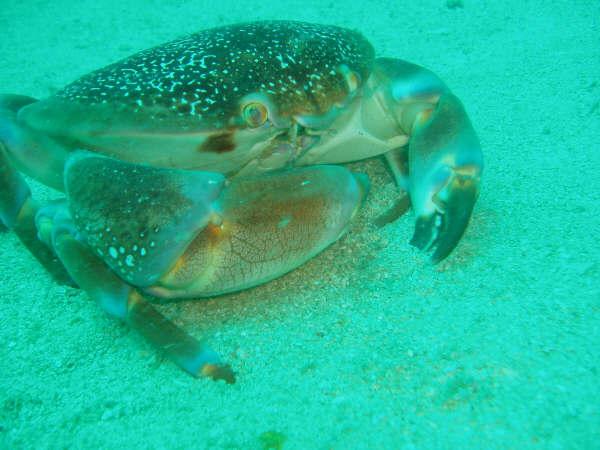 True Crabs - Batwing Coral Crab