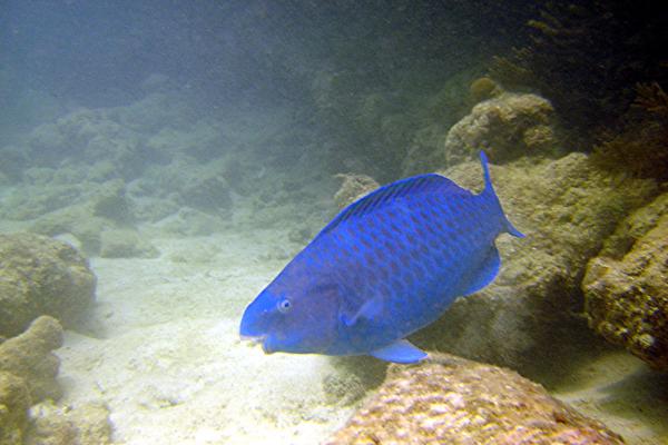 Parrotfish - Blue Parrotfish