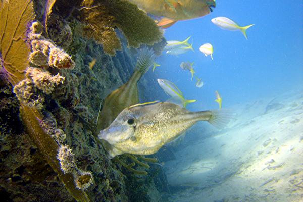 Filefish - Orange Filefish