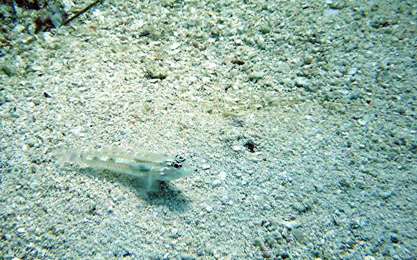 Gobies - Bridled Goby