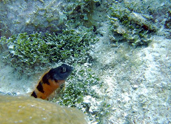 Blennies - Saddled Blenny