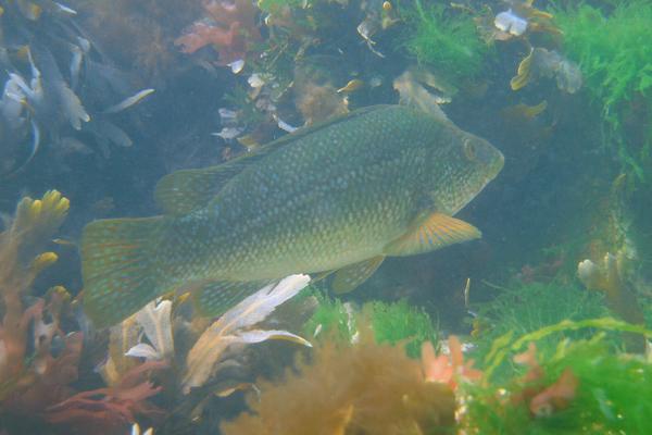 Wrasse - Ballan Wrasse