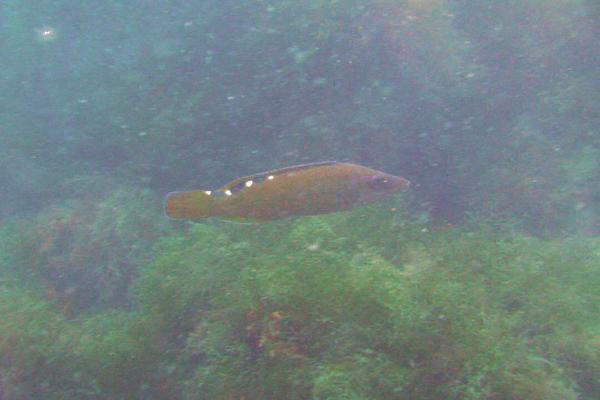 Cuckoo Wrasse - Labrus mixtus