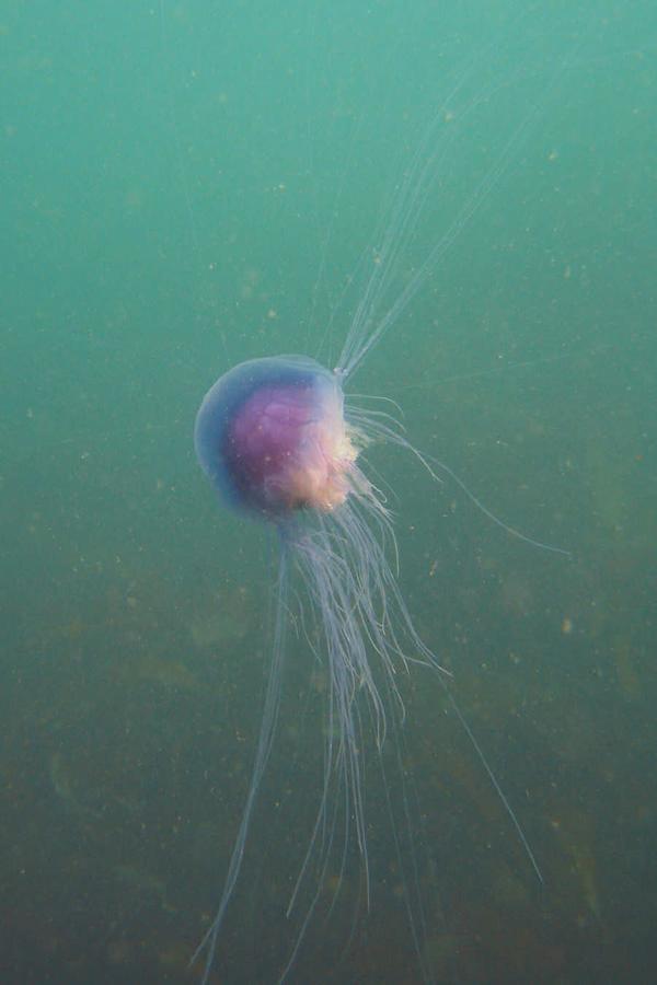 Jellyfish - Blue Jellyfish