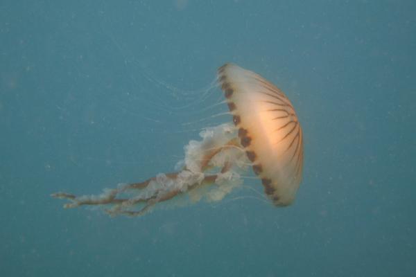 Jellyfish - Compass Jellyfish