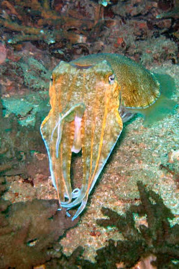 Cephalopoda - Pharaoh Cuttlefish