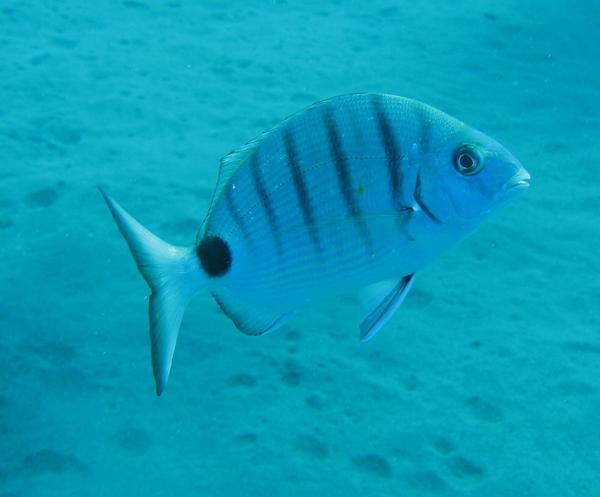 Breams - African White Bream