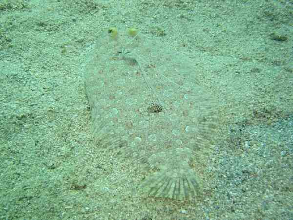 Flounders - Leopard Flounder