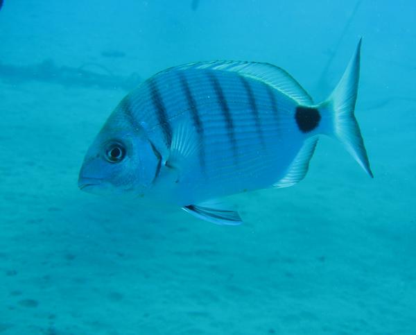 Breams - African White Bream