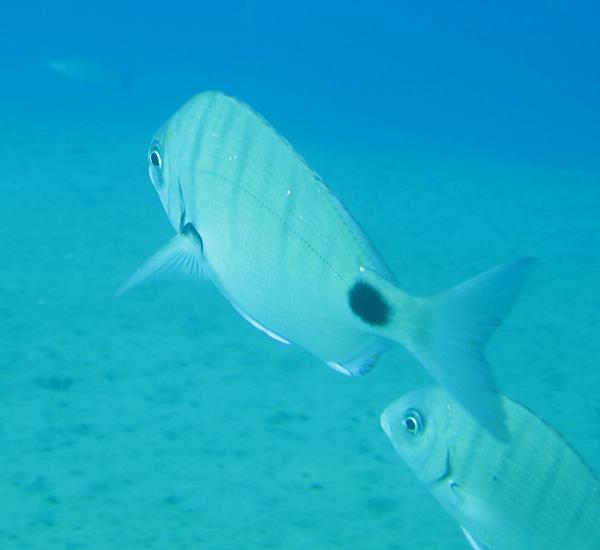 Breams - African White Bream