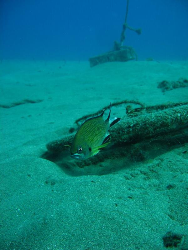 Damselfish - Atlantic Damselfish