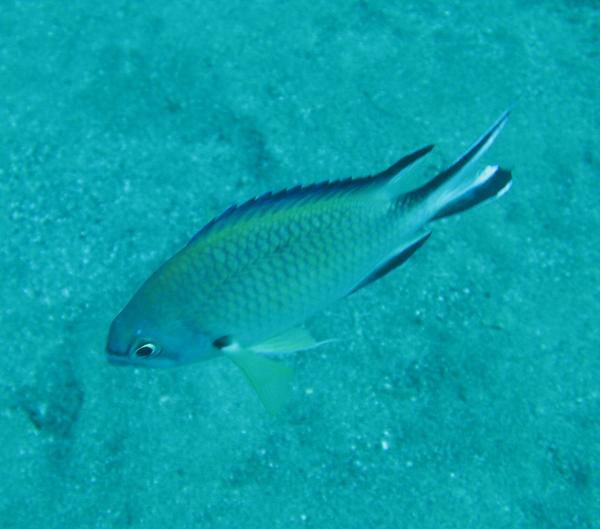 Damselfish - Atlantic Damselfish