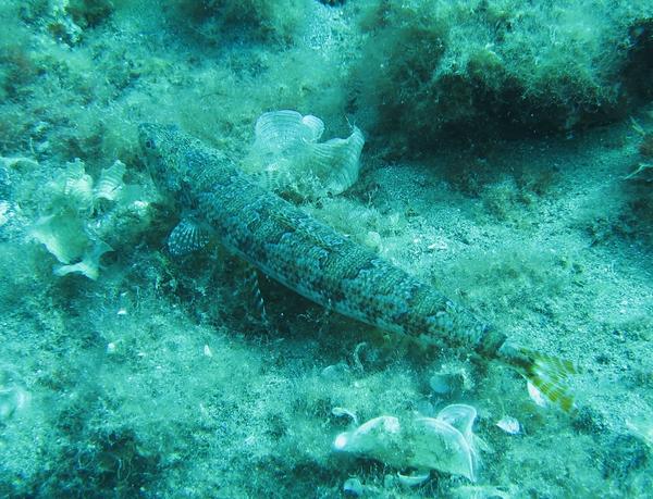 Lizardfish - Red Lizardfish