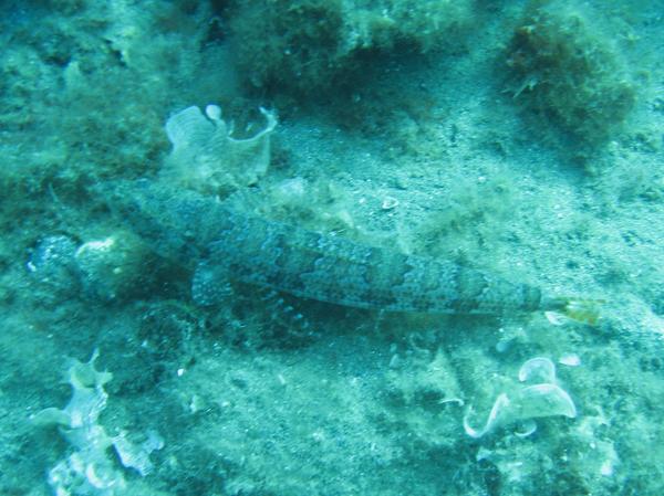 Lizardfish - Red Lizardfish