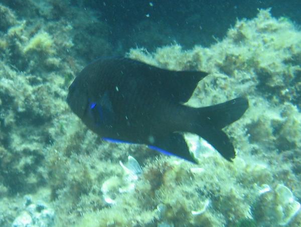 Damselfish - Bluefin Damselfish