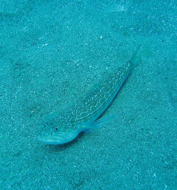 Lizardfish - Blue-striped Lizardfish