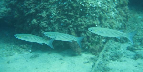 Mullets - Narrowhead Grey Mullet