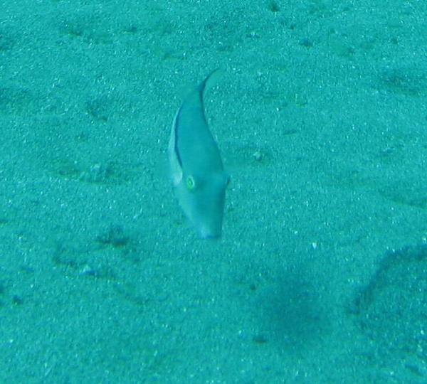 Pufferfish - Sharpnose Puffer