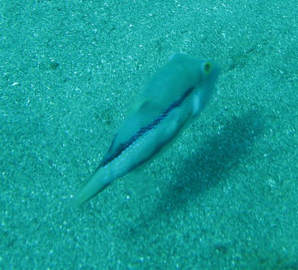 Pufferfish - Sharpnose Puffer