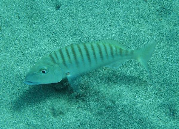 Breams - Striped Bream