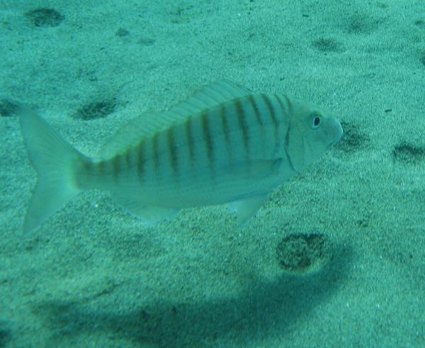 Breams - Striped Bream