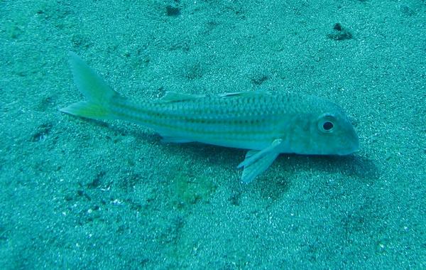 Mullets - Striped Mullet