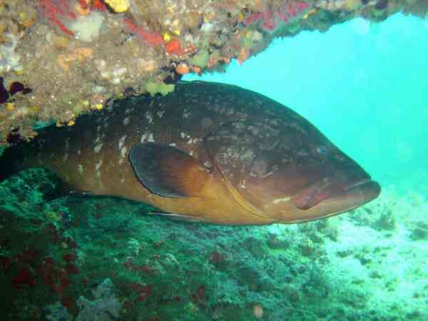 Groupers - Dusky Grouper