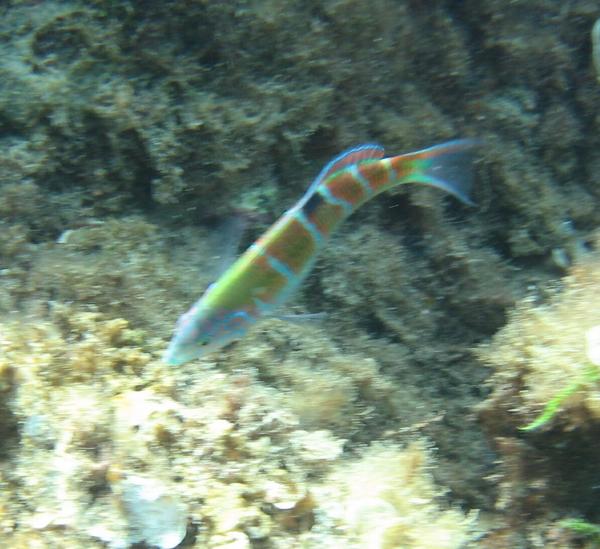 Wrasse - Turkish Wrasse