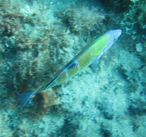 Wrasse - Turkish Wrasse