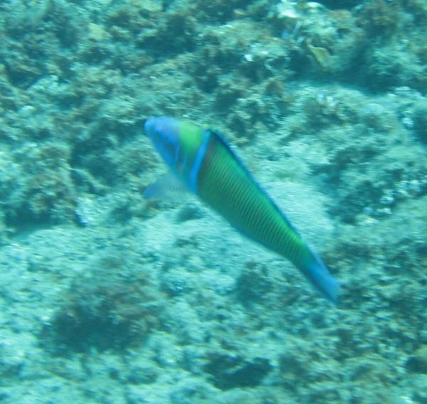 Wrasse - Turkish Wrasse