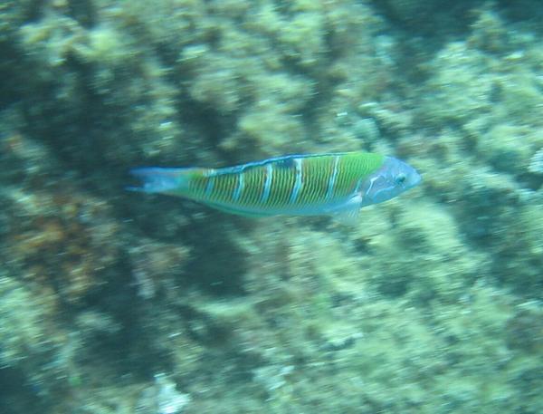 Wrasse - Turkish Wrasse