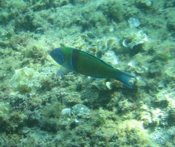 Wrasse - Turkish Wrasse