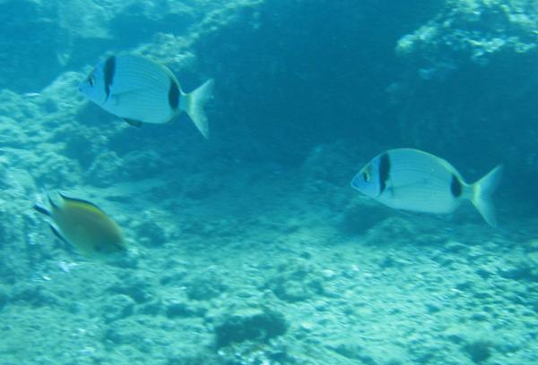 Breams - Doublebanded Bream