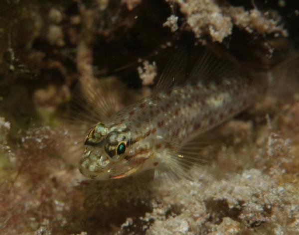 Gobies - Colon Goby