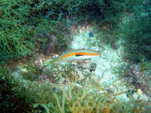 Wrasse - Rainbow Wrasse