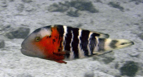 Wrasse - Red-breasted Splendour Wrasse