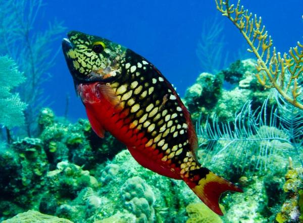 Parrotfish - Stoplight Parrotfish